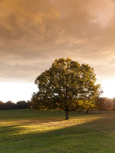 A solitary deciduous tree with a broad, rounded canopy and numerous green leaves stands prominently in the center of a wide open grassy field. The tree’s trunk is sturdy and light grayish-brown, sup